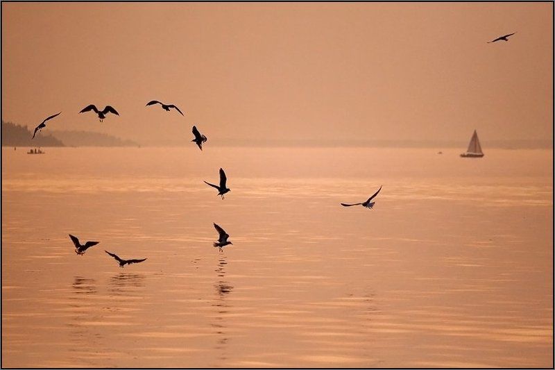 Чайкиphoto preview