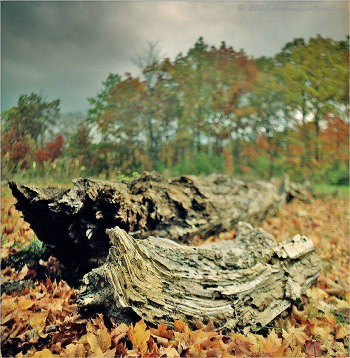На растерзание...... Автор: Pilgrim пейзаж, пленка, средний формат, 6х6, киев-60, pilgrim, medium format, kiev-60, Pilgrim