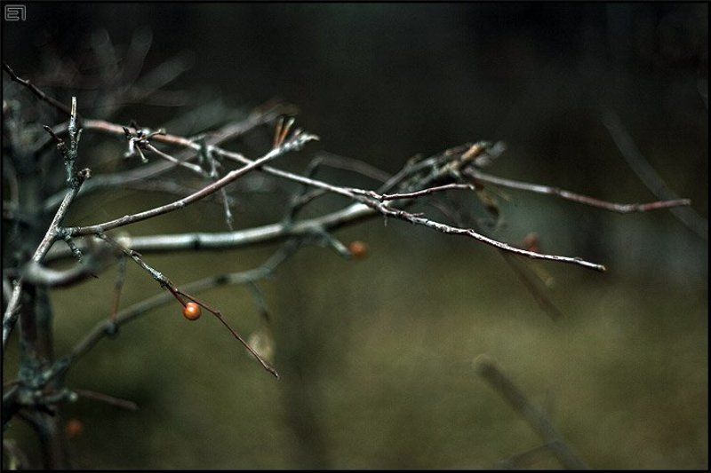 осень, ветви, холод Голые ветвиphoto preview