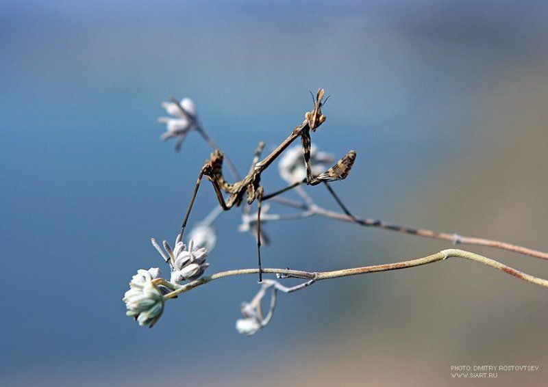 богомол, крым, животное, насекомое, глаза, растение, поле, лето Богумолецphoto preview