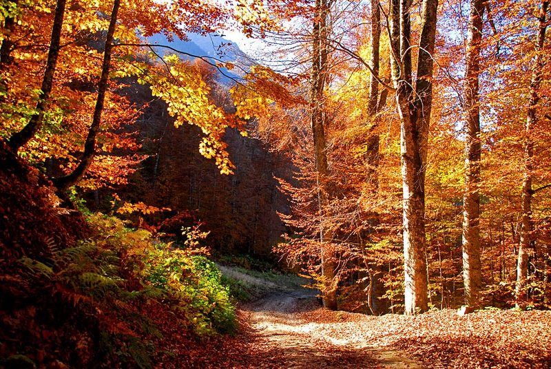 Про осеньphoto preview