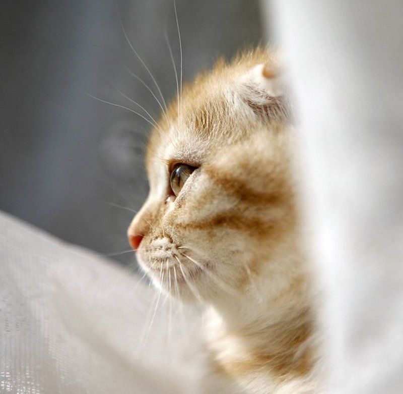 кот, фотя ***photo preview