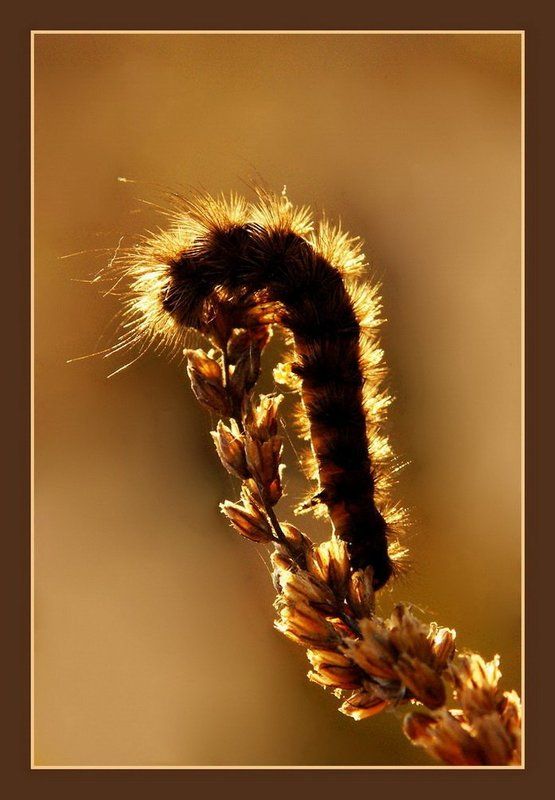 Осеннее макроphoto preview