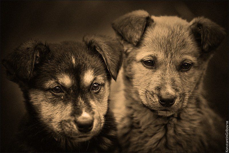 Друзья детства..photo preview