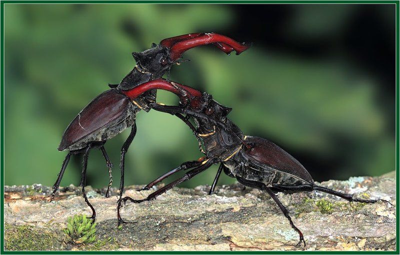 макро,жук-олень Бой жуков-оленейphoto preview