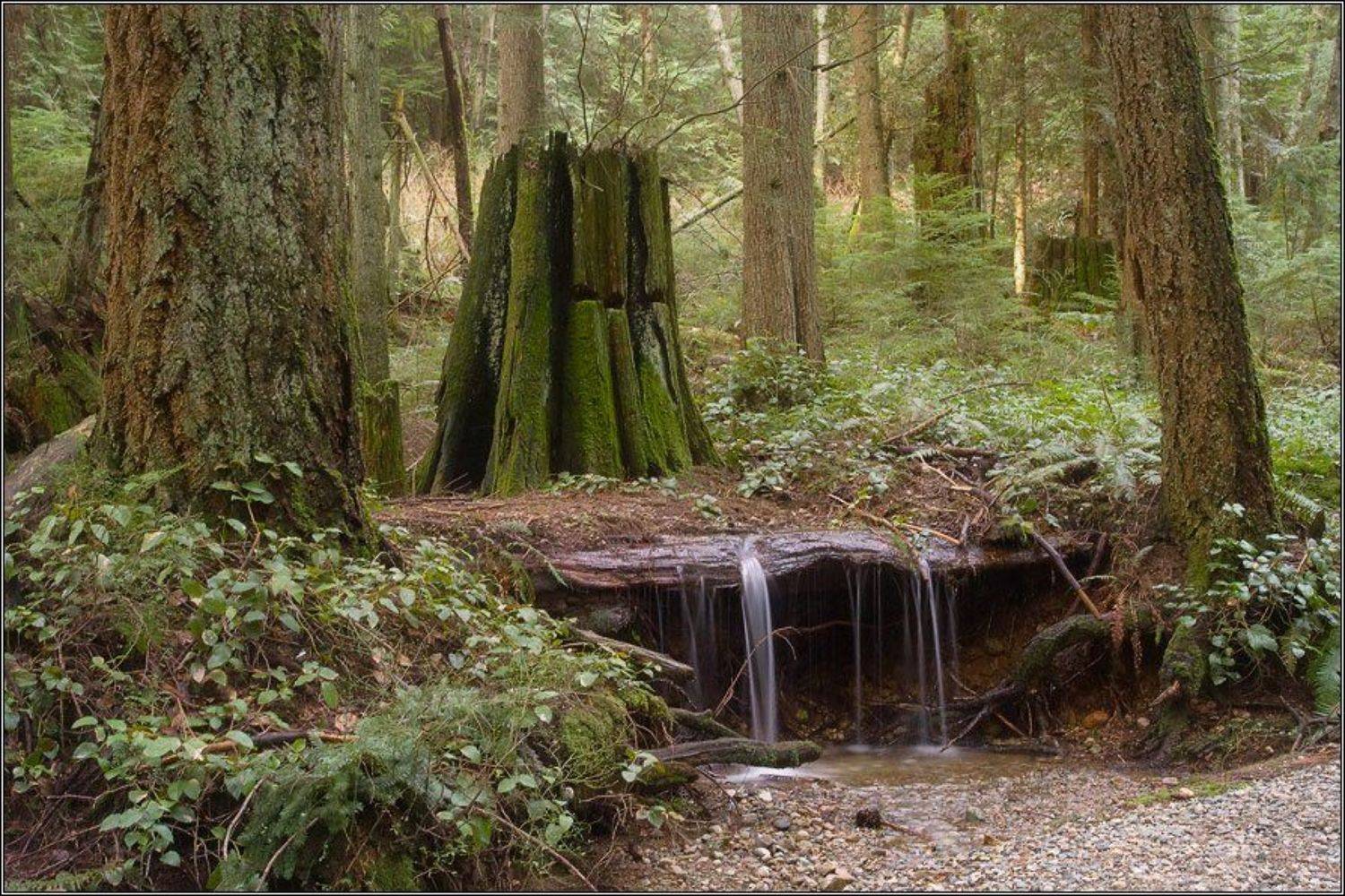 Тайна рождения. Автор: Alexandre Michourovskii , Alexandre Michourovskii