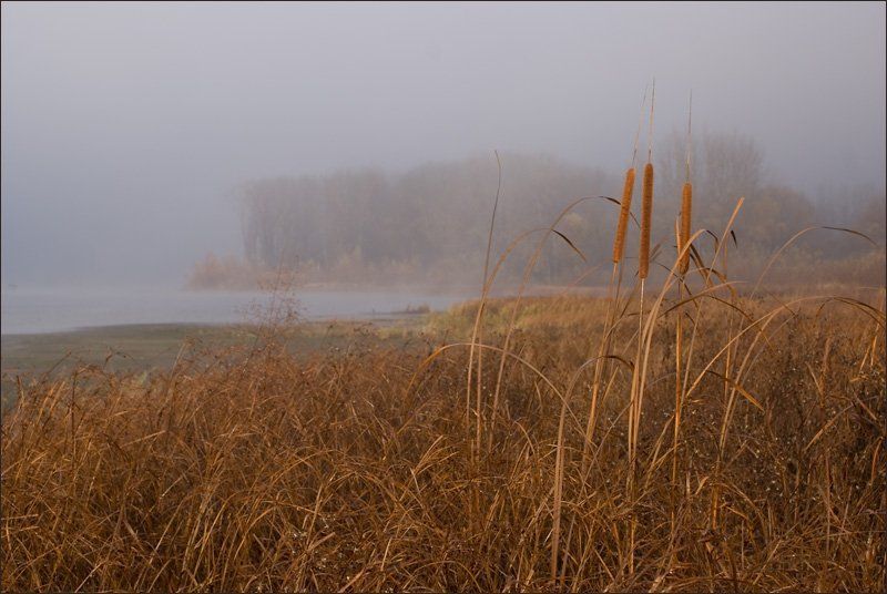 река, утро,туман, Утро на рекеphoto preview