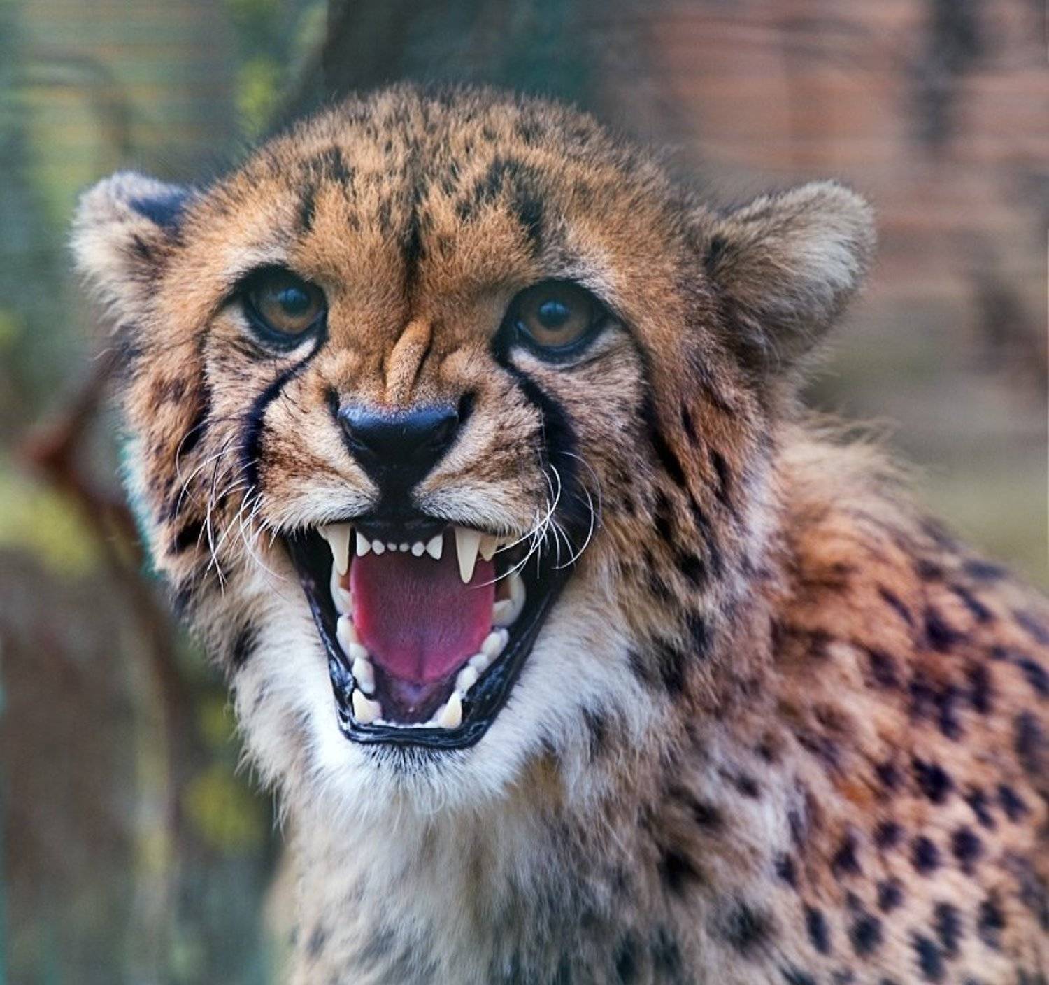 гепард,агрессия, Ольга Новикова