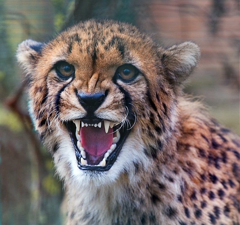 гепард,агрессия Гав!photo preview