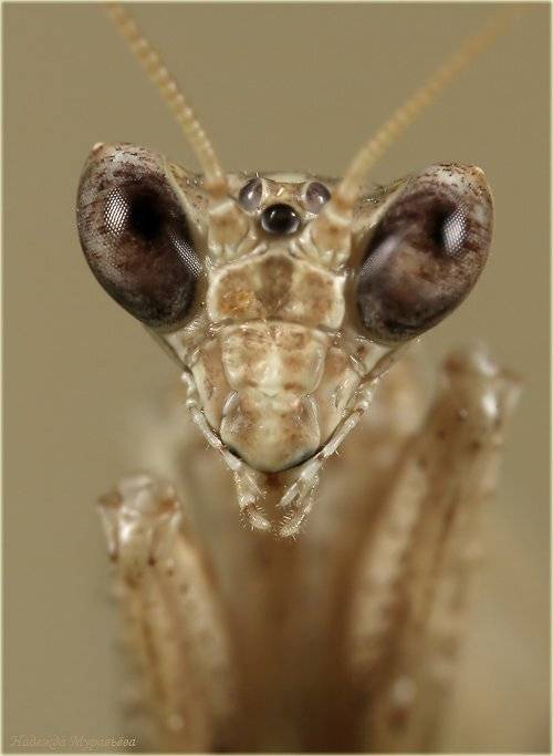 dyctioptera, mantidae, богомол, ameles heldreichi, самец, Надежда Муравьёва