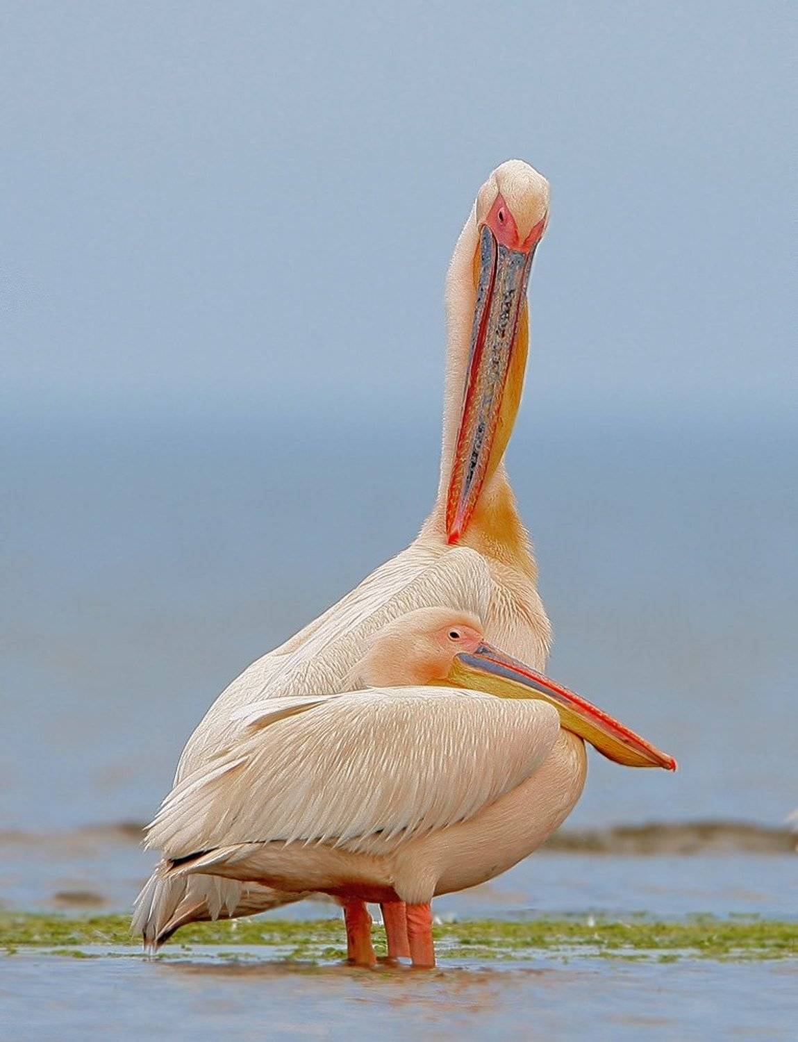 , Владимир Кучеренко