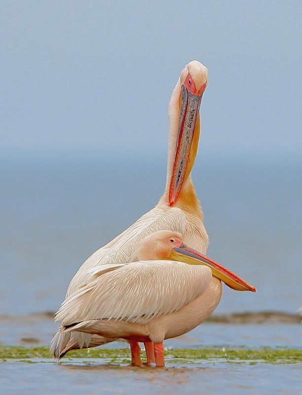 Хозяинphoto preview