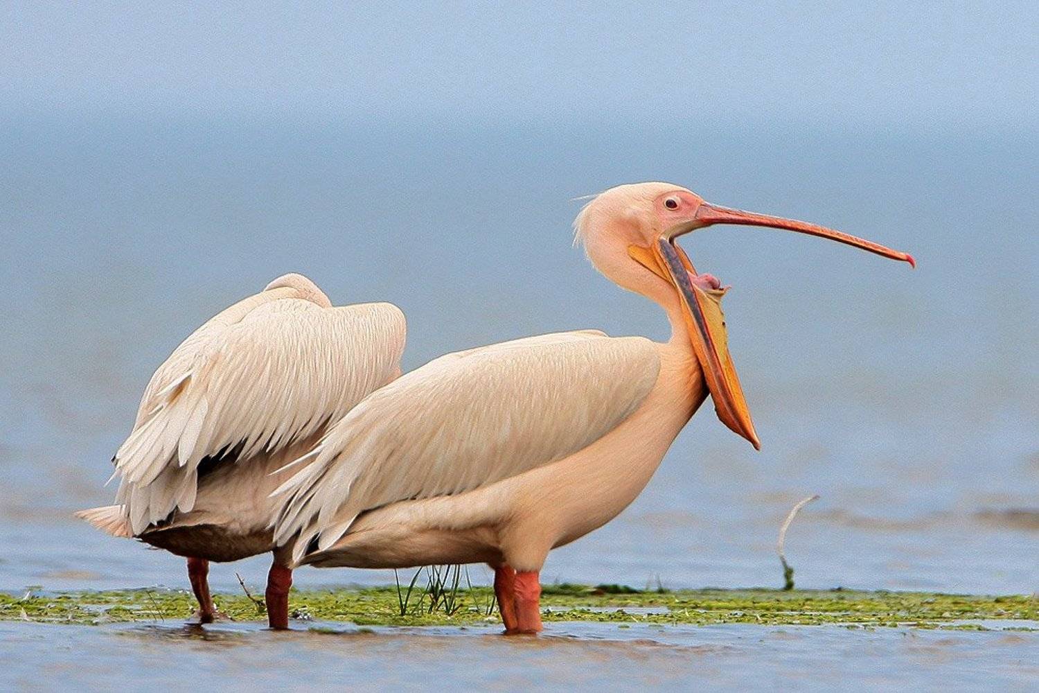 , Владимир Кучеренко