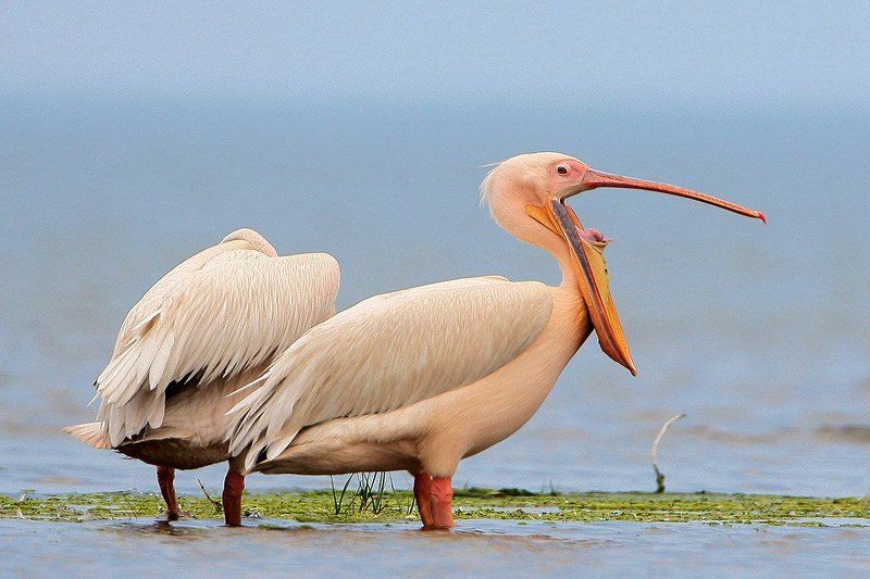 Скажите А_А_А_photo preview