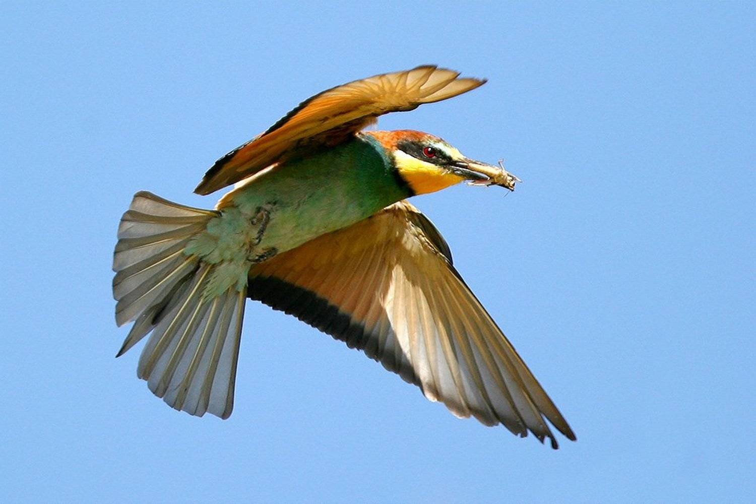 , Владимир Кучеренко