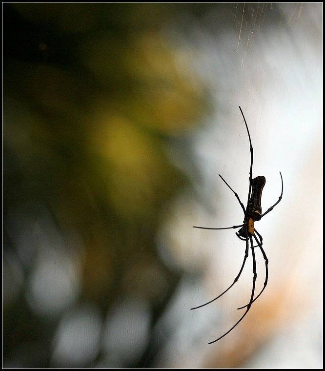 Чёрная вдова. Автор: Григорий Иващенко гоа, насекомые, пауки, Григорий Иващенко