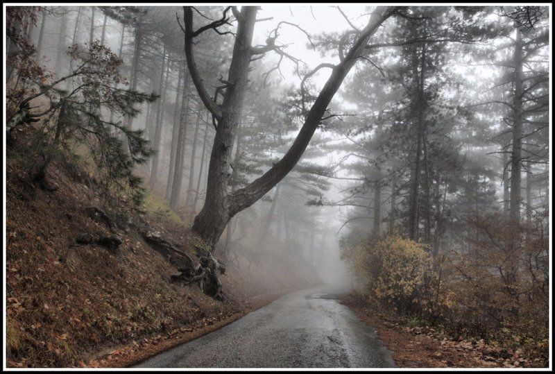 туман и дорогаphoto preview