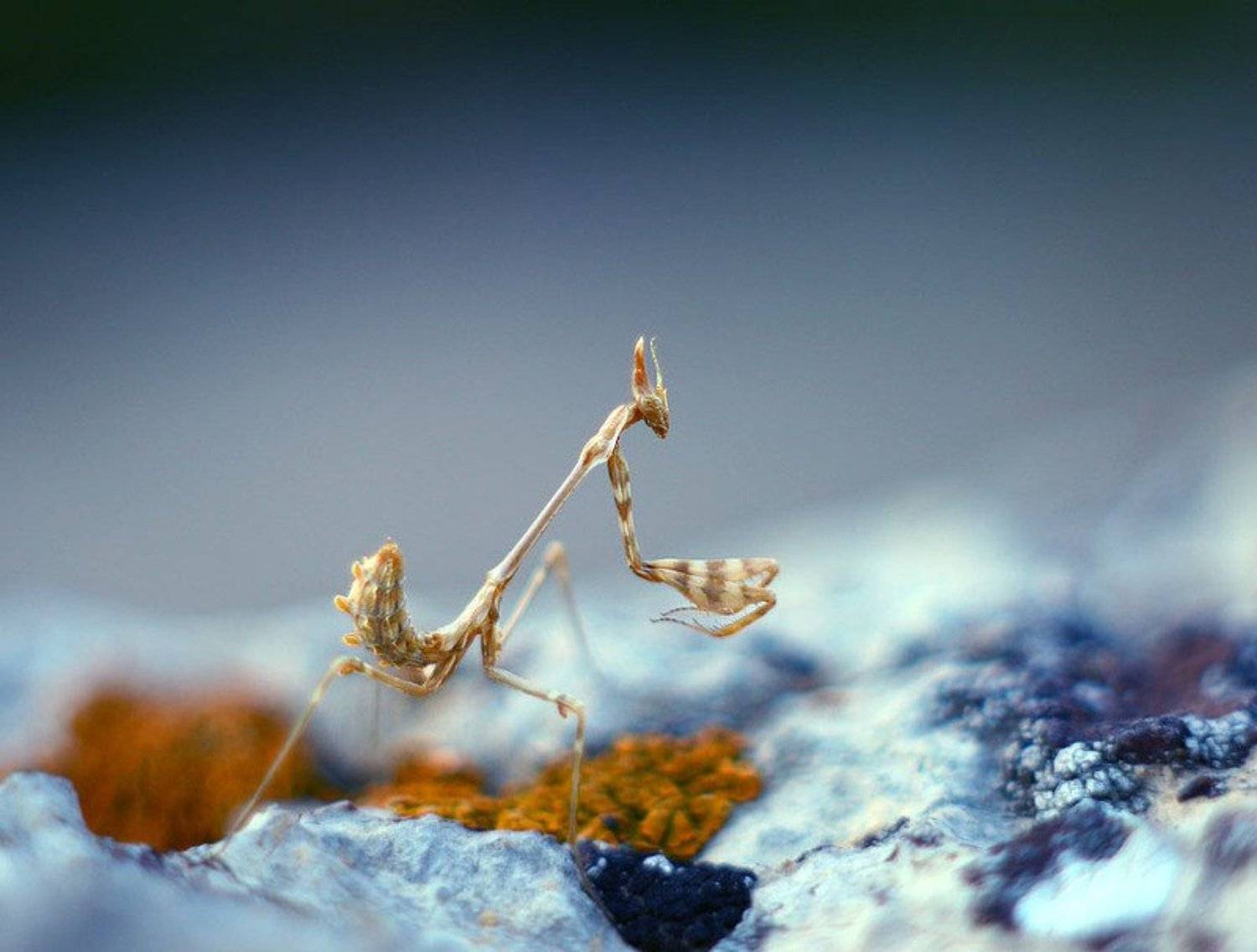 Empusa fasciata. Автор: Anton Parkhomenko , Anton Parkhomenko
