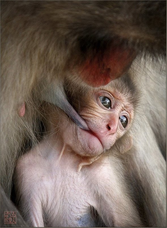 япония, остров, миядзима, мартышка, детёныш, мать Философphoto preview