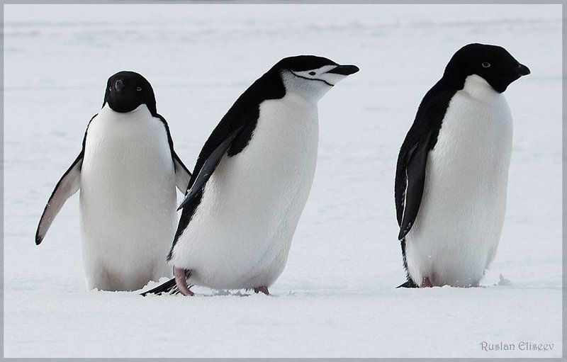 антарктика, беллинсгаузен, пингвины Пингвиники)))photo preview