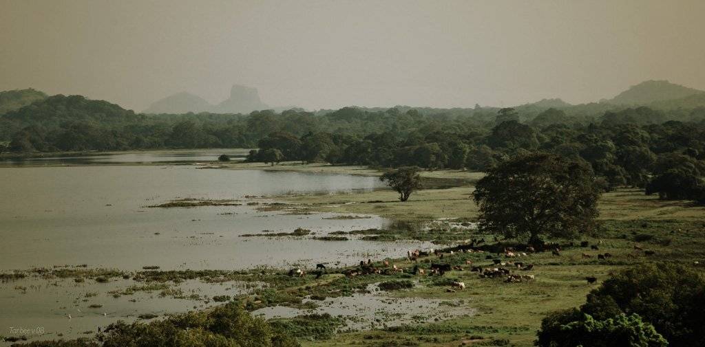 пейзаж, дерево, животные, шри ланка, Игорь Тарбеев