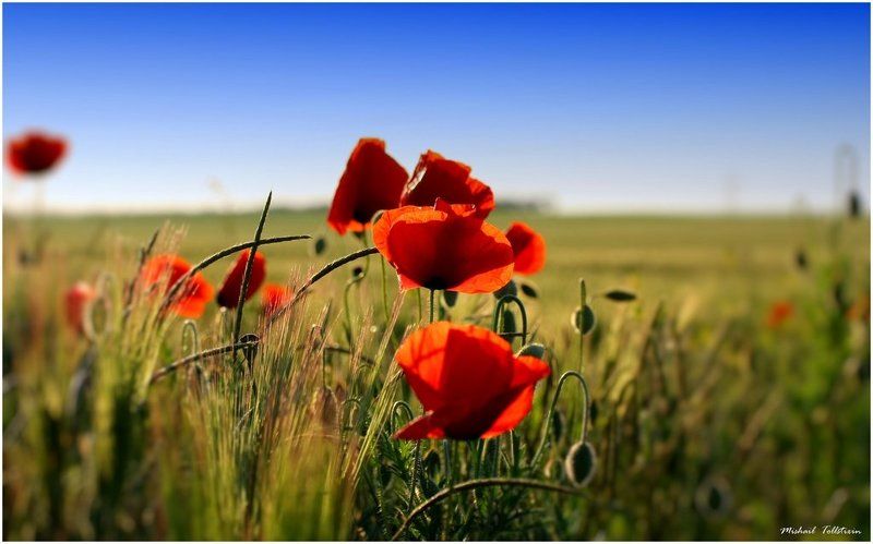 Макиphoto preview