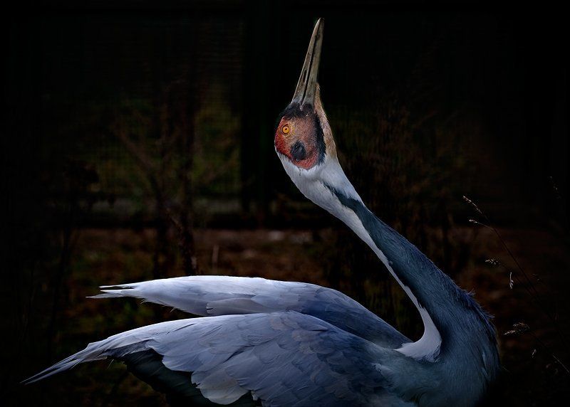 птица,изящество ***photo preview