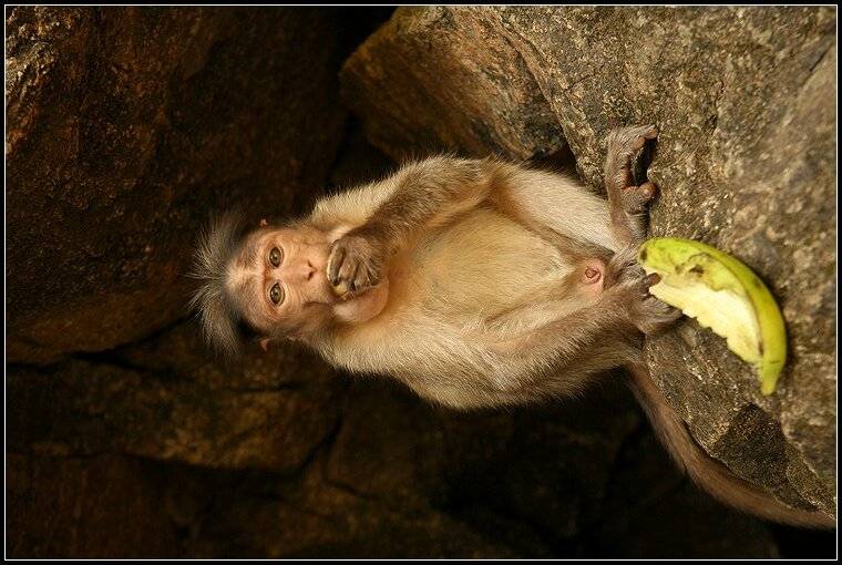 ***. Автор: Григорий Иващенко гоа, животные, обезьяны, Григорий Иващенко