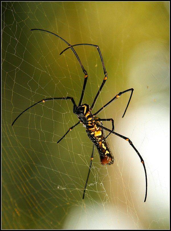 гоа, пауки, насекомые, Григорий Иващенко