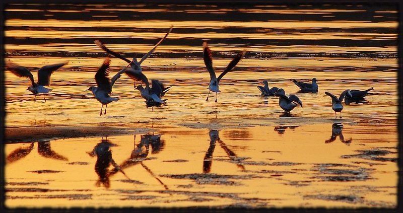 музыкальный коллективphoto preview