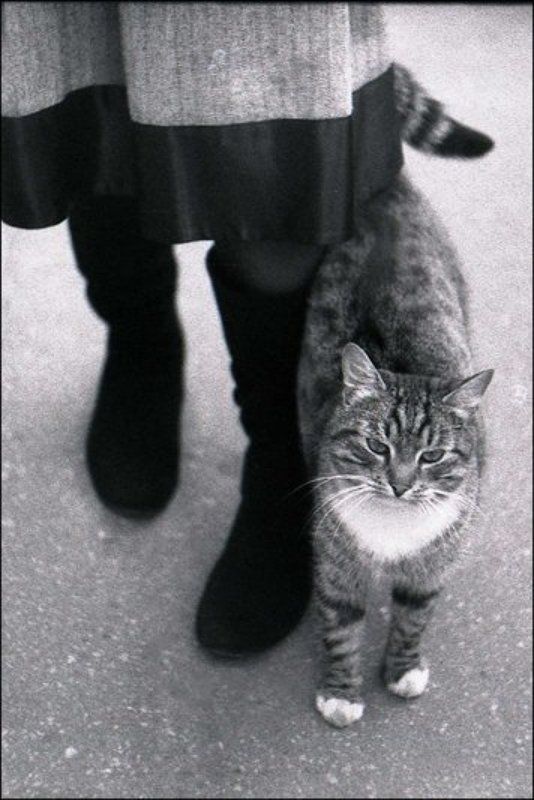 ч/б, кот, москва котяраphoto preview