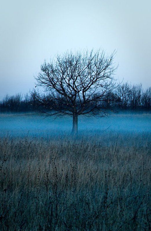 туман, дерево, утро, холод, ильдар, гилязов ***photo preview