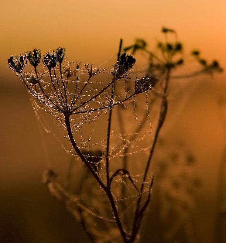паутина, роса, утро, куст, ильдар, гилязов ***photo preview