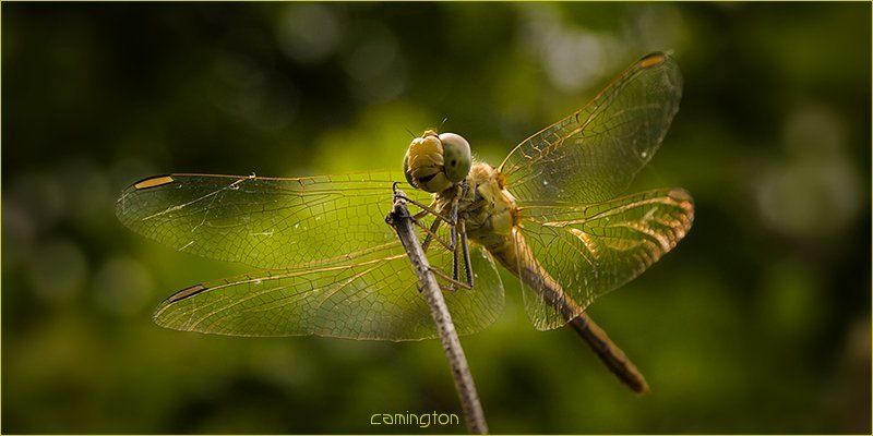 лето красное пропела...photo preview