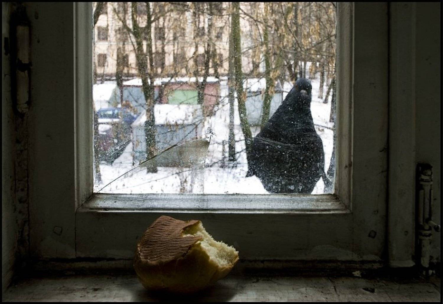 голубь, юмор, абаджян, Эдуард Абаджян