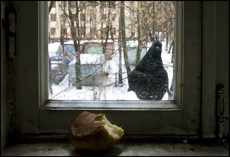 голубь, юмор, абаджян Хлеб и голубь.photo preview