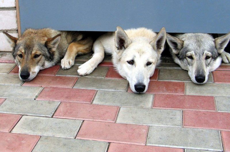 лайки, собаки Тройка застрялаphoto preview