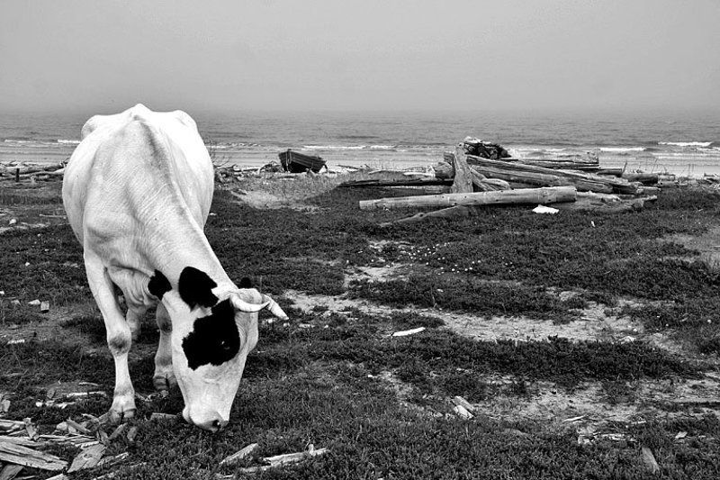 поморская, серия, светлана, глушко серияphoto preview