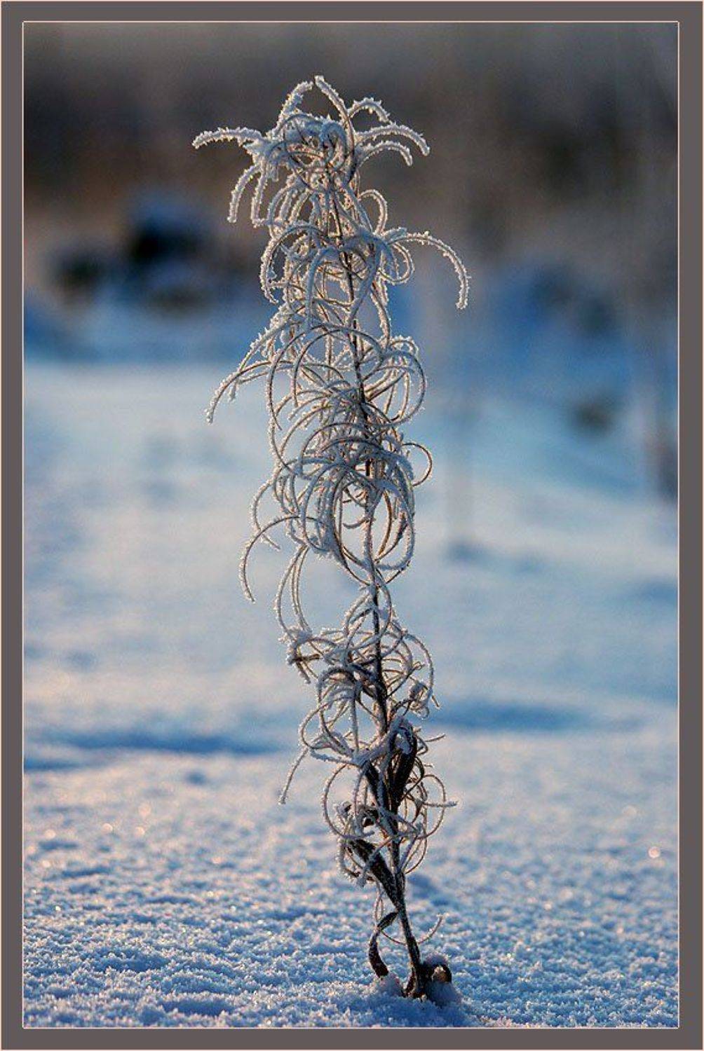 кипрей,иней, Солодухин Виктор