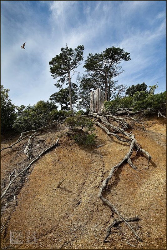 япония, миядзима, остров, пейзаж Корниphoto preview