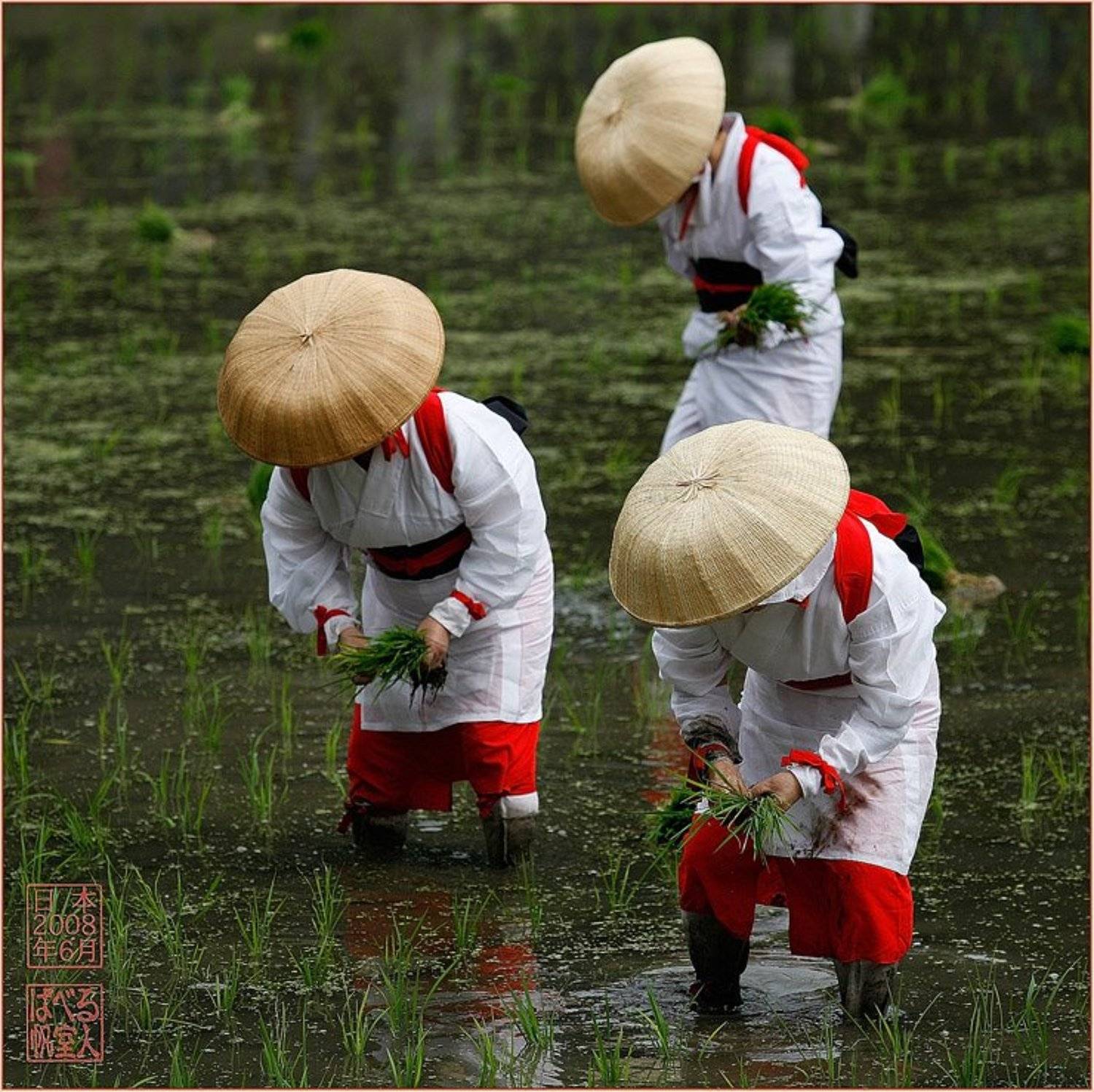 япония, рис, пересадка, посадка, рассада, осака, Ханмурзин Павел