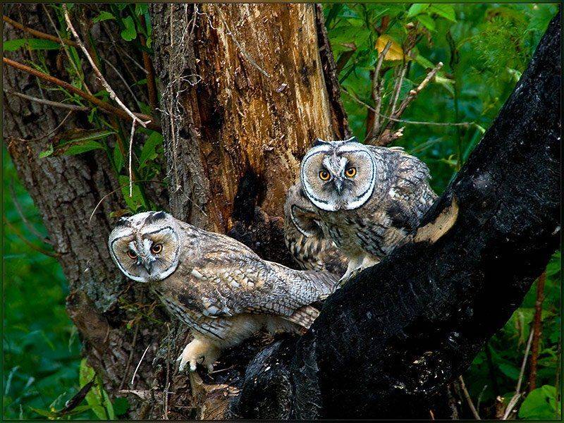 совята ушастой совы, лес, фотоохота, Partner (Андрей Алексеев)