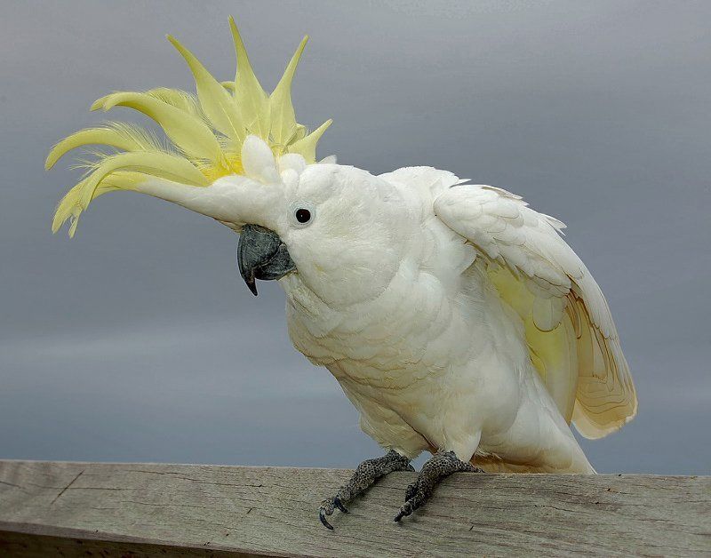 Пиастры....photo preview