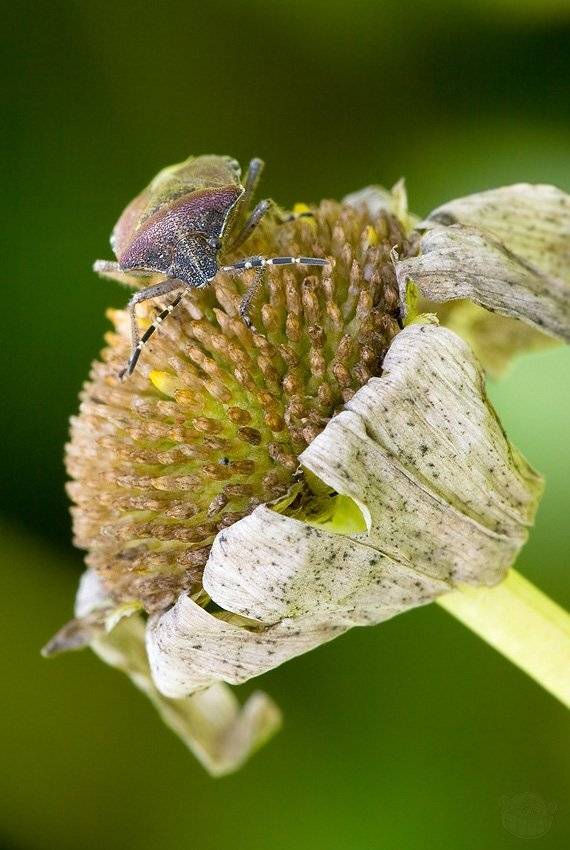 клоп, макро, щитник, Amazon-san