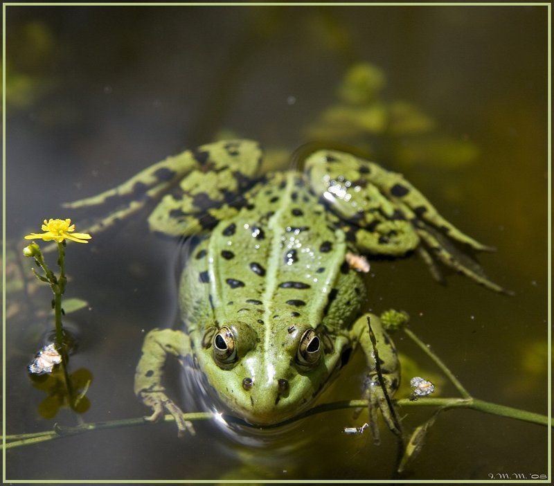 На Немецкомphoto preview