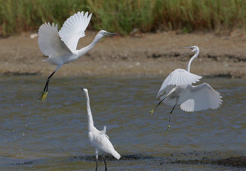 Коммуналкаphoto preview