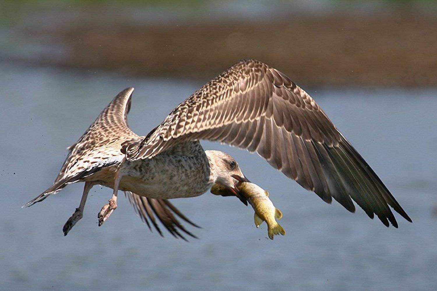 , Владимир Кучеренко