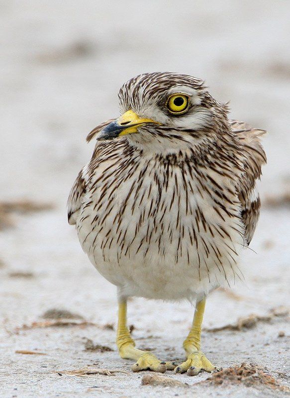 Тебе чего?photo preview