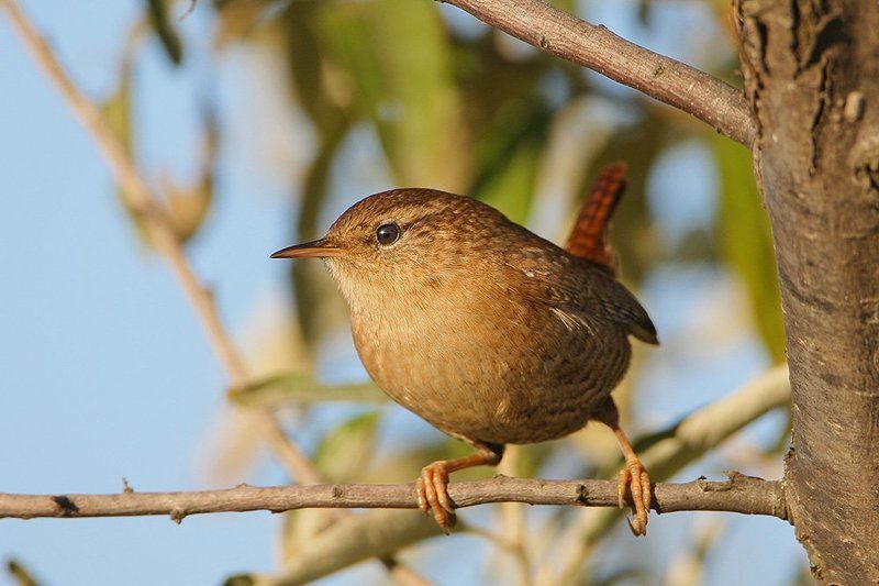 Обманутыйphoto preview