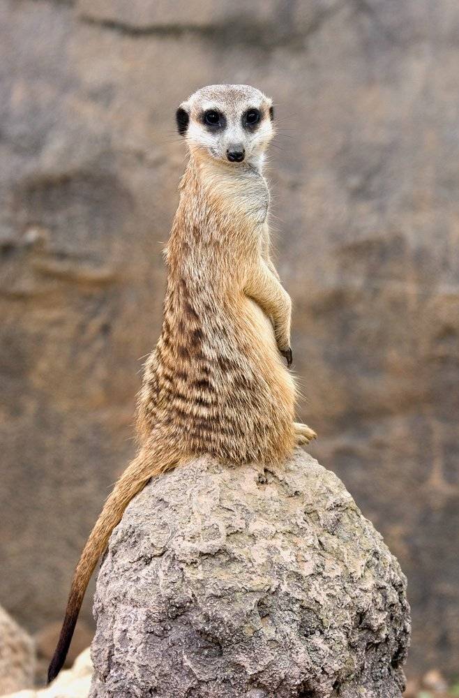 сурикаты, шелепов, Николай Шелепов